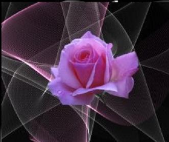De la rose de marbre à la rose de fer